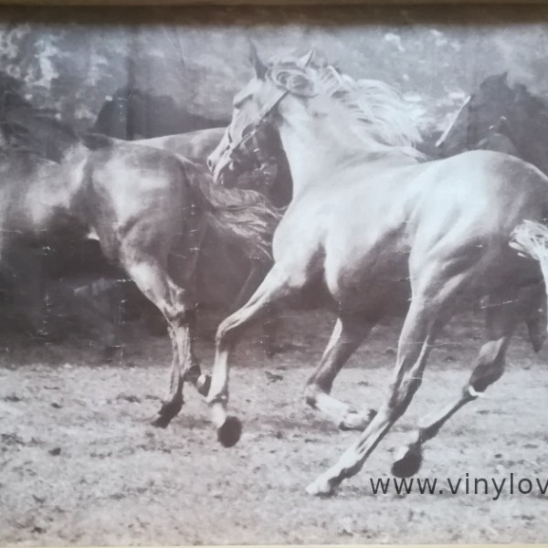 Plakát koní. Běžící koně-černý bílý, hnědý kůň